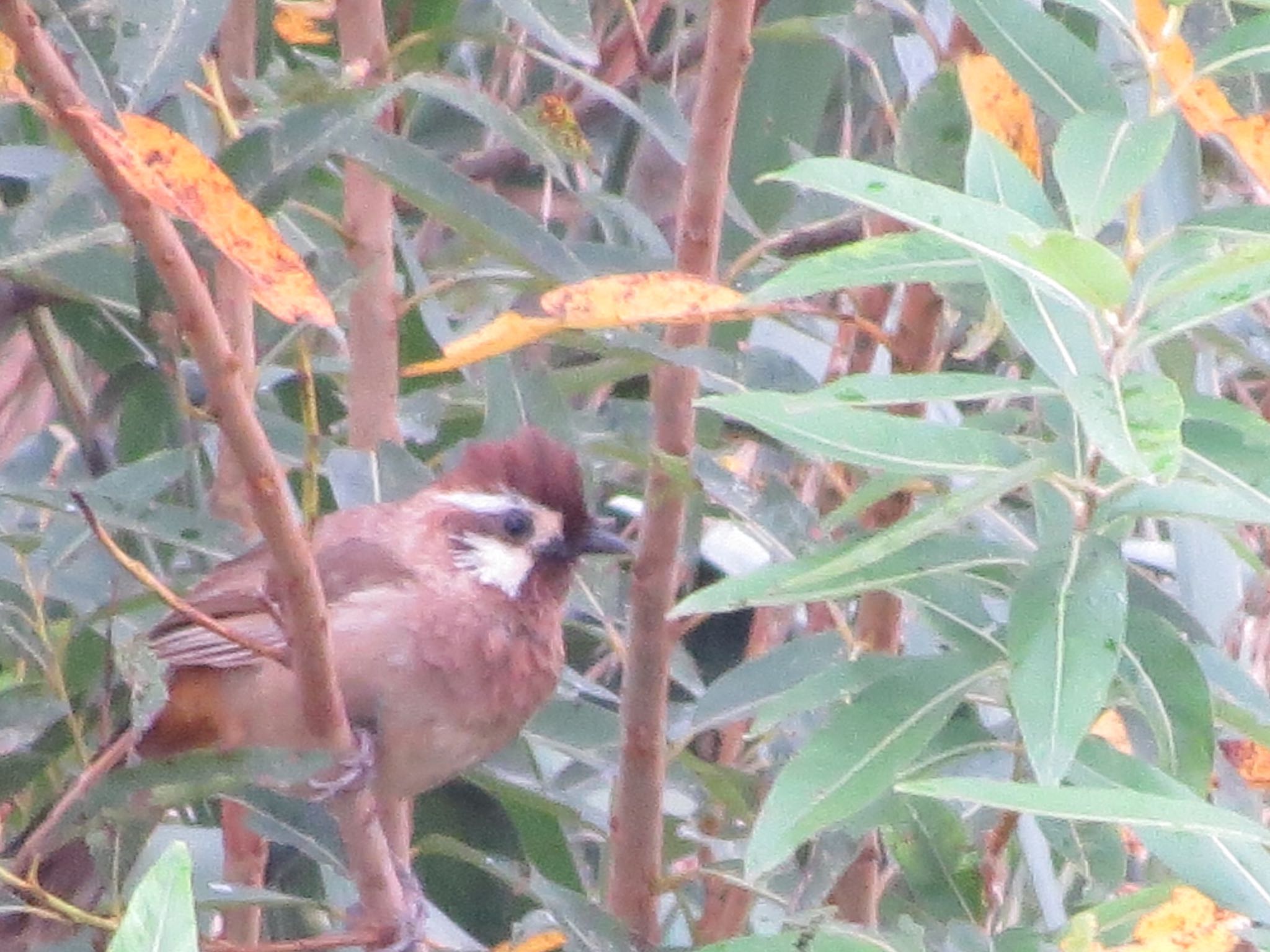 この野鳥の種類を教えてください！