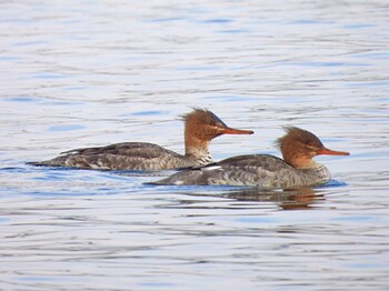 2022年3月3日(木) お台場海浜公園の野鳥観察記録