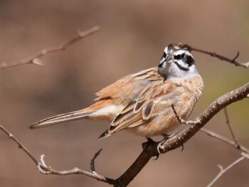 Meadow Bunting 皆野町 Thu, 3/3/2022