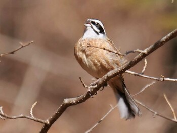 Meadow Bunting 皆野町 Thu, 3/3/2022