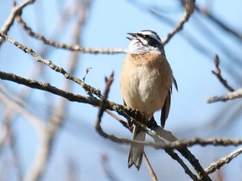 Meadow Bunting 皆野町 Thu, 3/3/2022