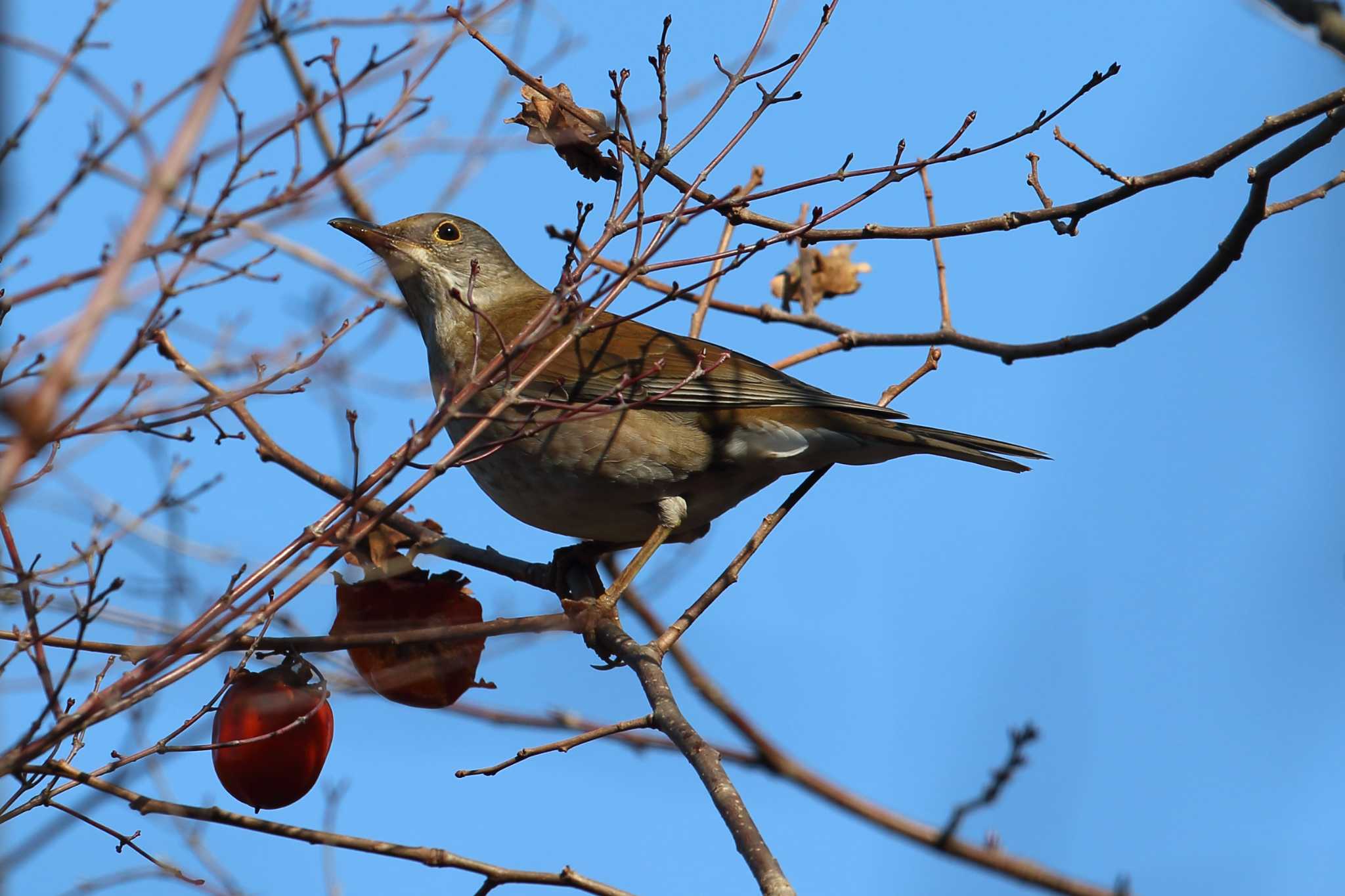 明石公園のシロハラ