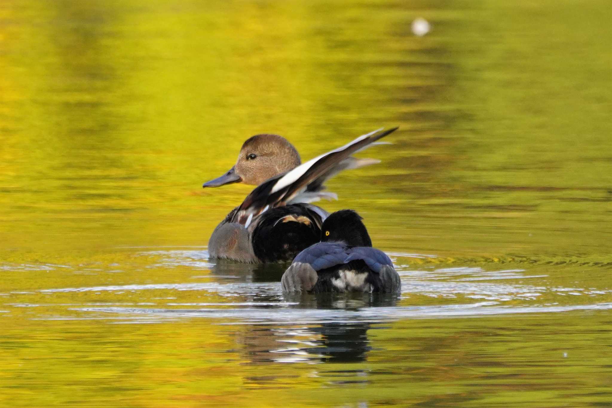 昭和記念公園 オカヨシガモの写真