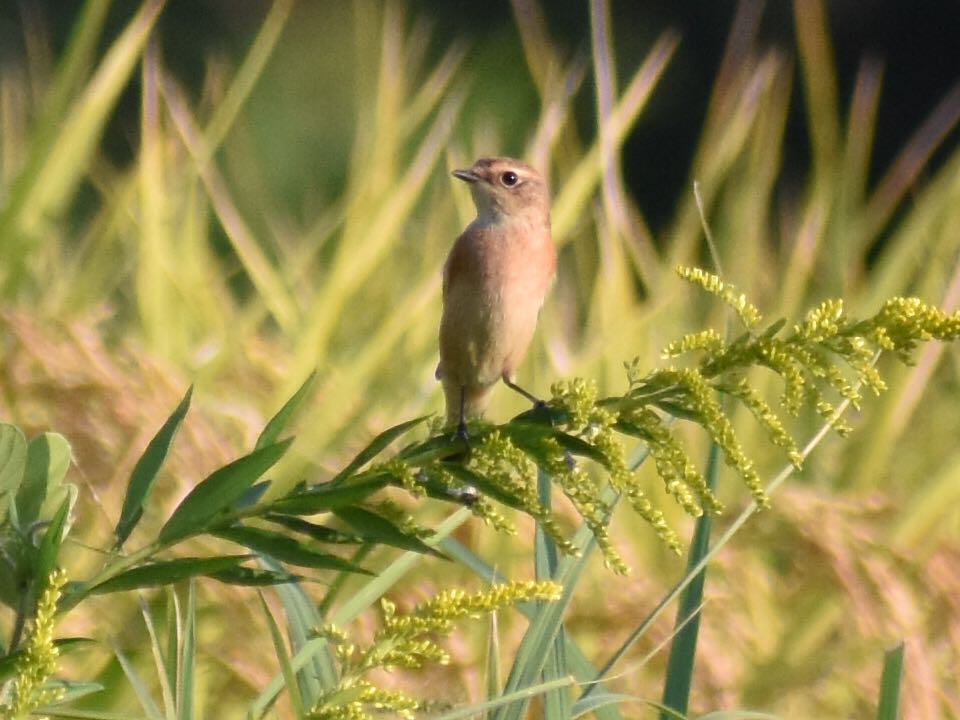  ノビタキの写真 by ヨウコ