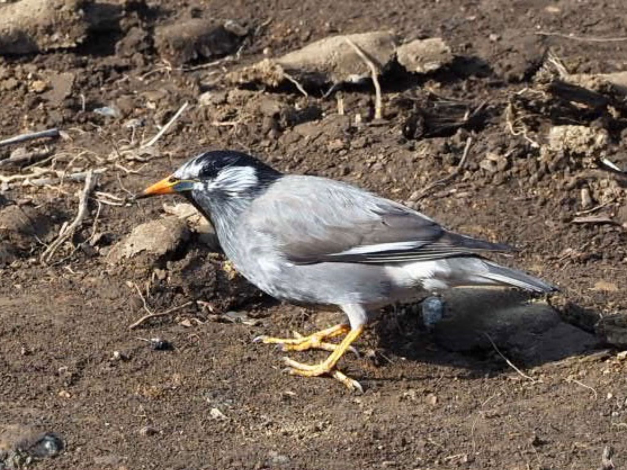 Photo of White-cheeked Starling at 横浜市児童遊園地 by カルル