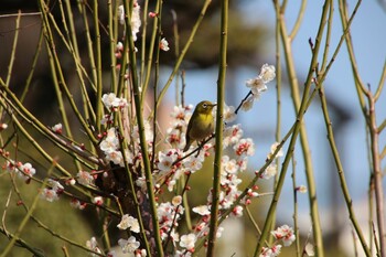 Warbling White-eye 深谷市 Fri, 3/4/2022