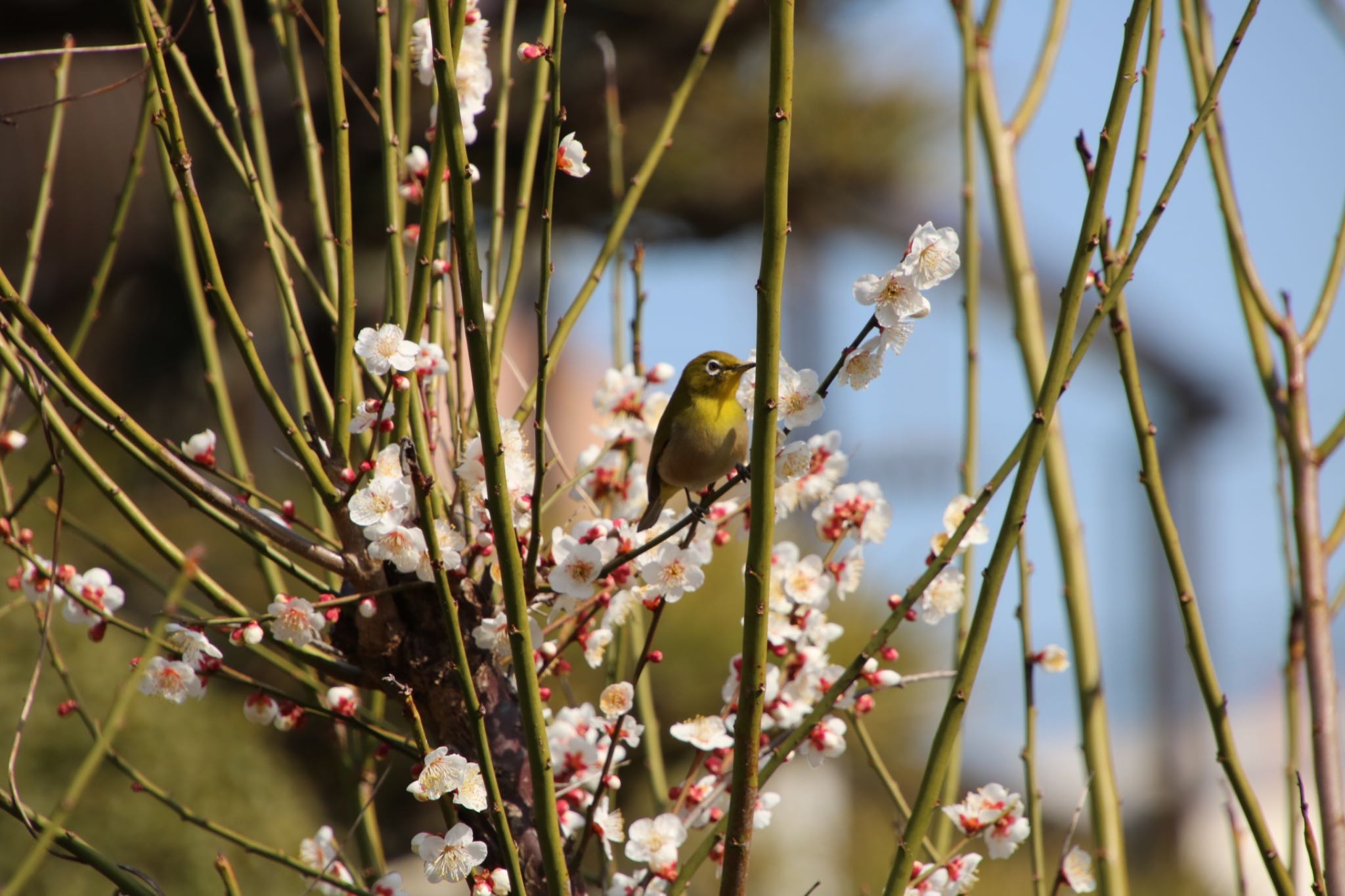 Photo of Warbling White-eye at 深谷市 by はび4508