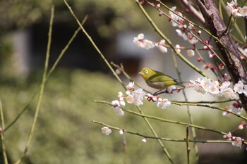 Warbling White-eye 深谷市 Fri, 3/4/2022