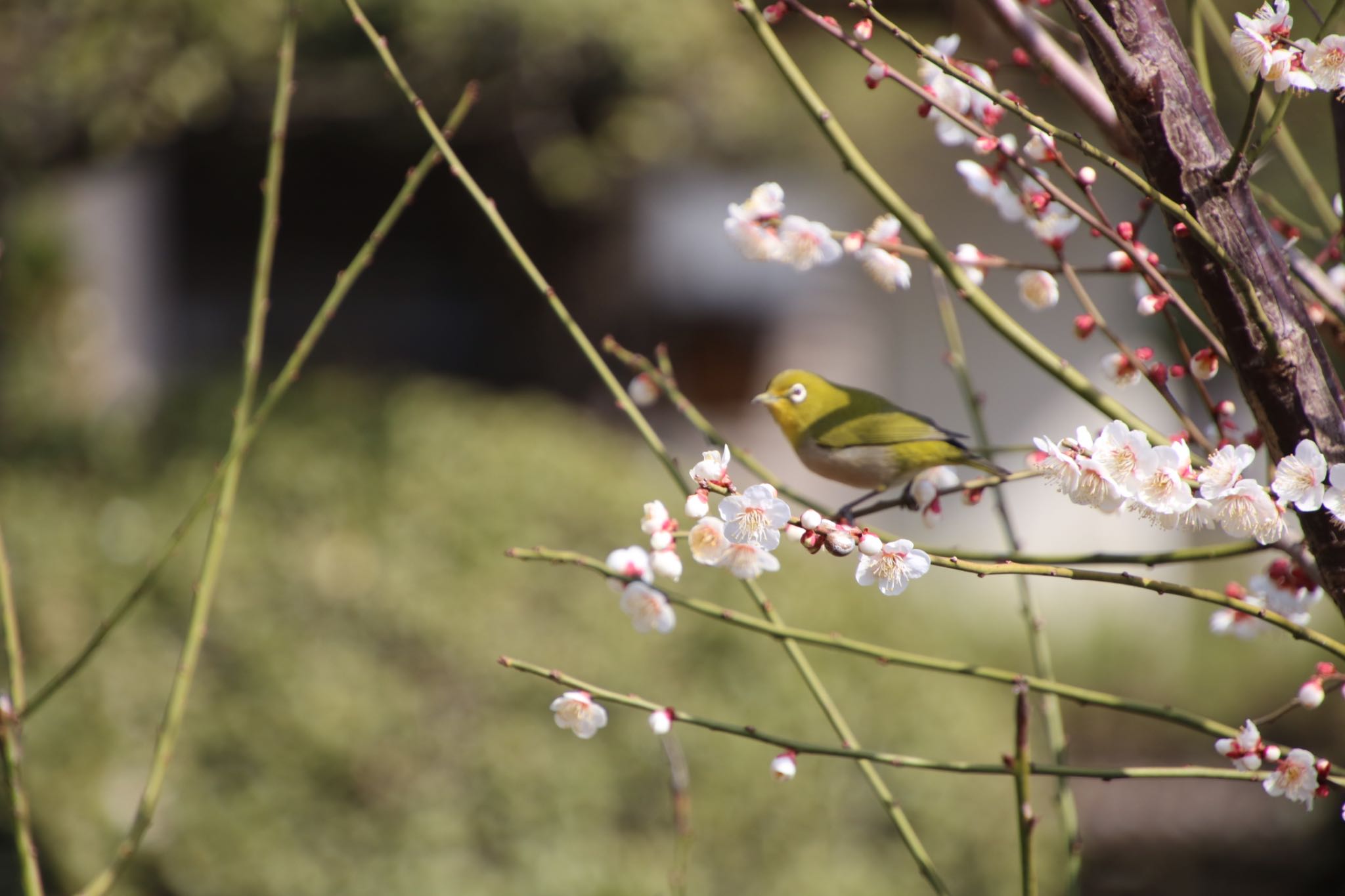 Photo of Warbling White-eye at 深谷市 by はび4508