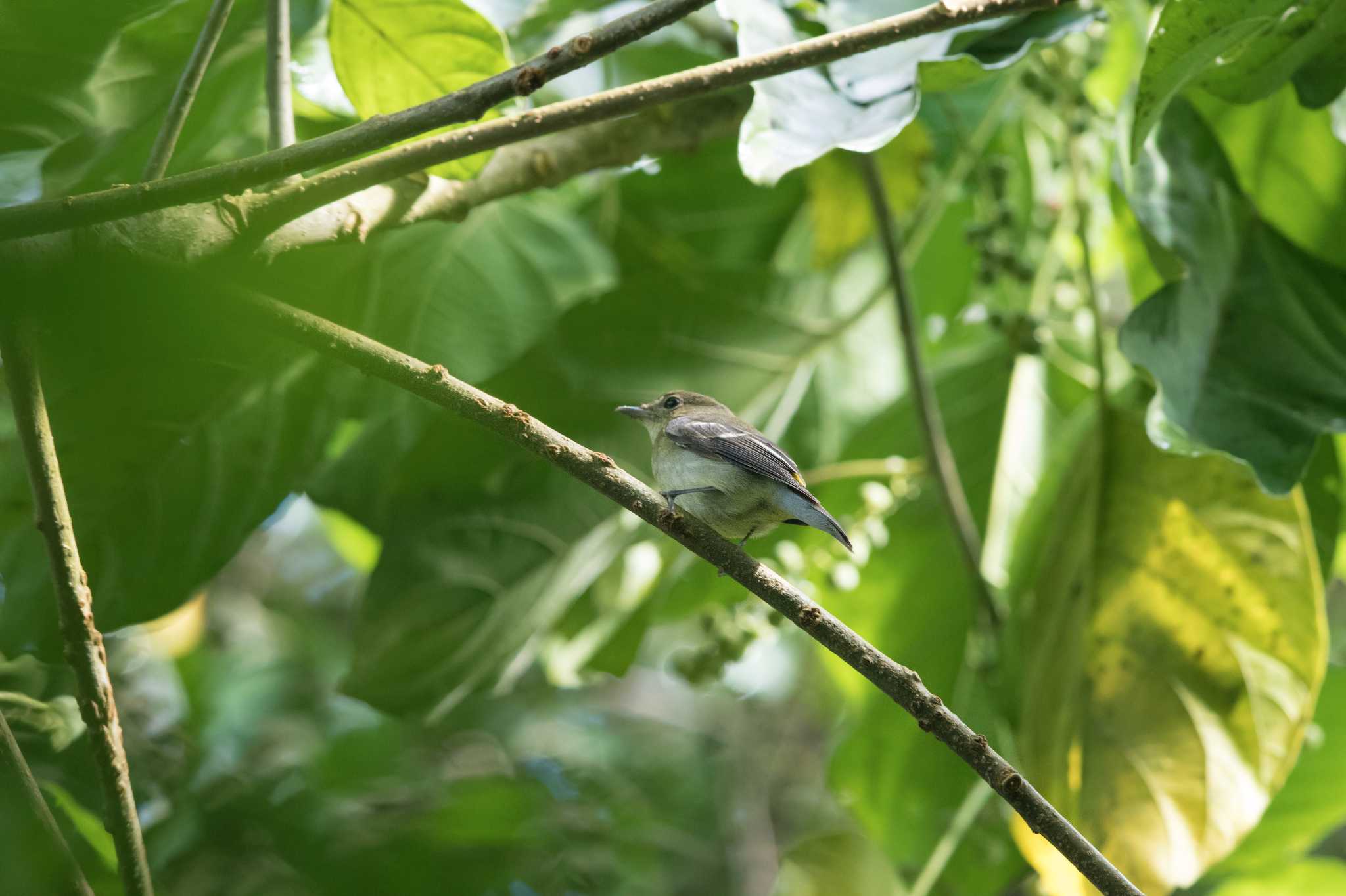 Photo of Yellow-rumped Flycatcher at Central water catchement by Trio
