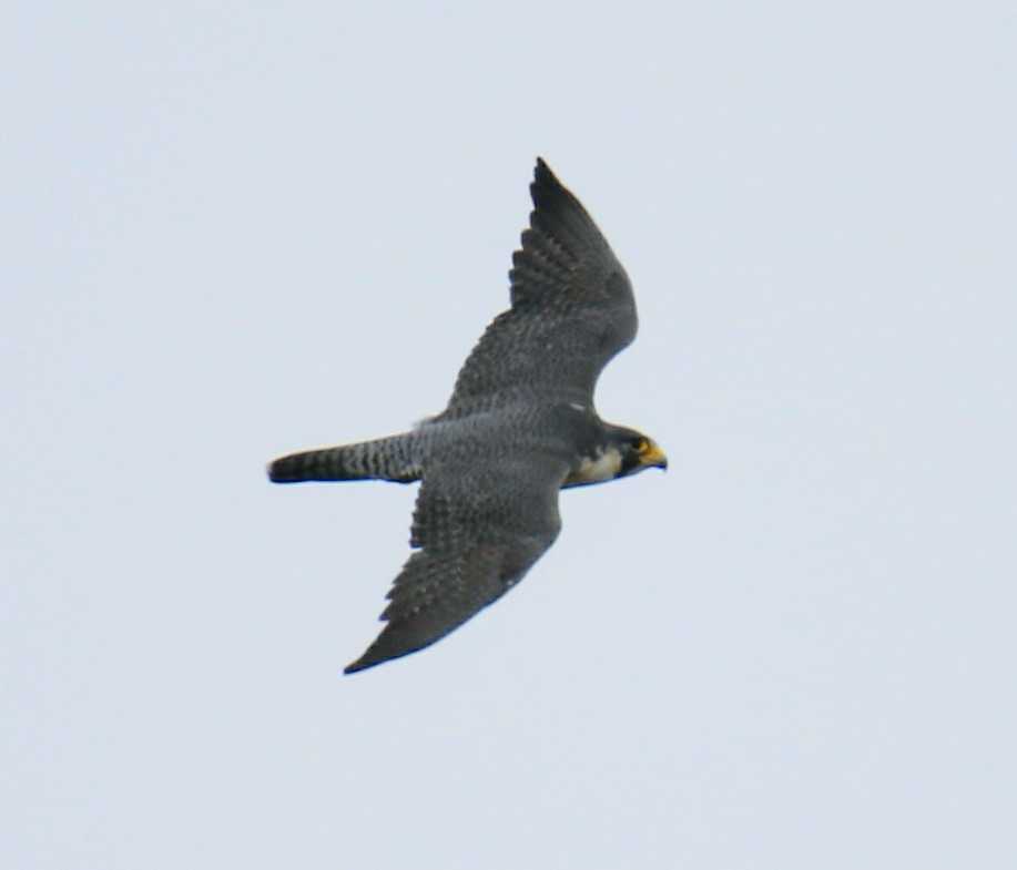 Peregrine Falcon