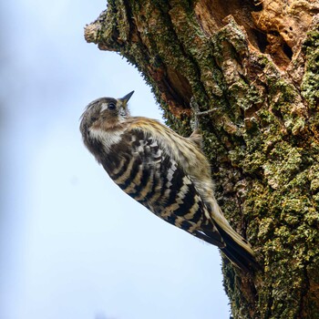 Japanese Pygmy Woodpecker Hattori Ryokuchi Park Fri, 3/4/2022