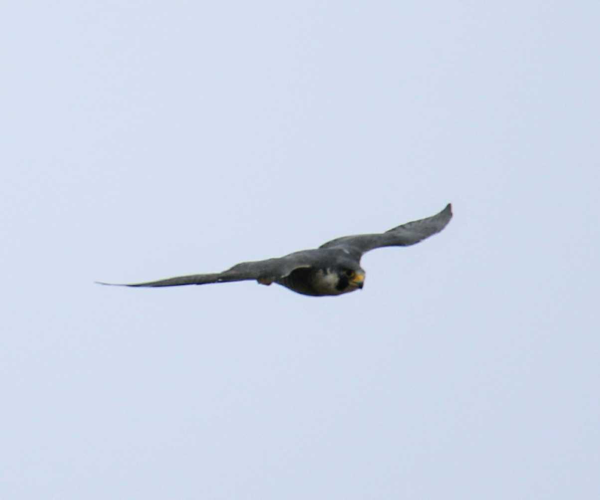 Peregrine Falcon