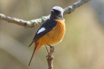 Daurian Redstart ふれあい松戸川 Fri, 3/4/2022