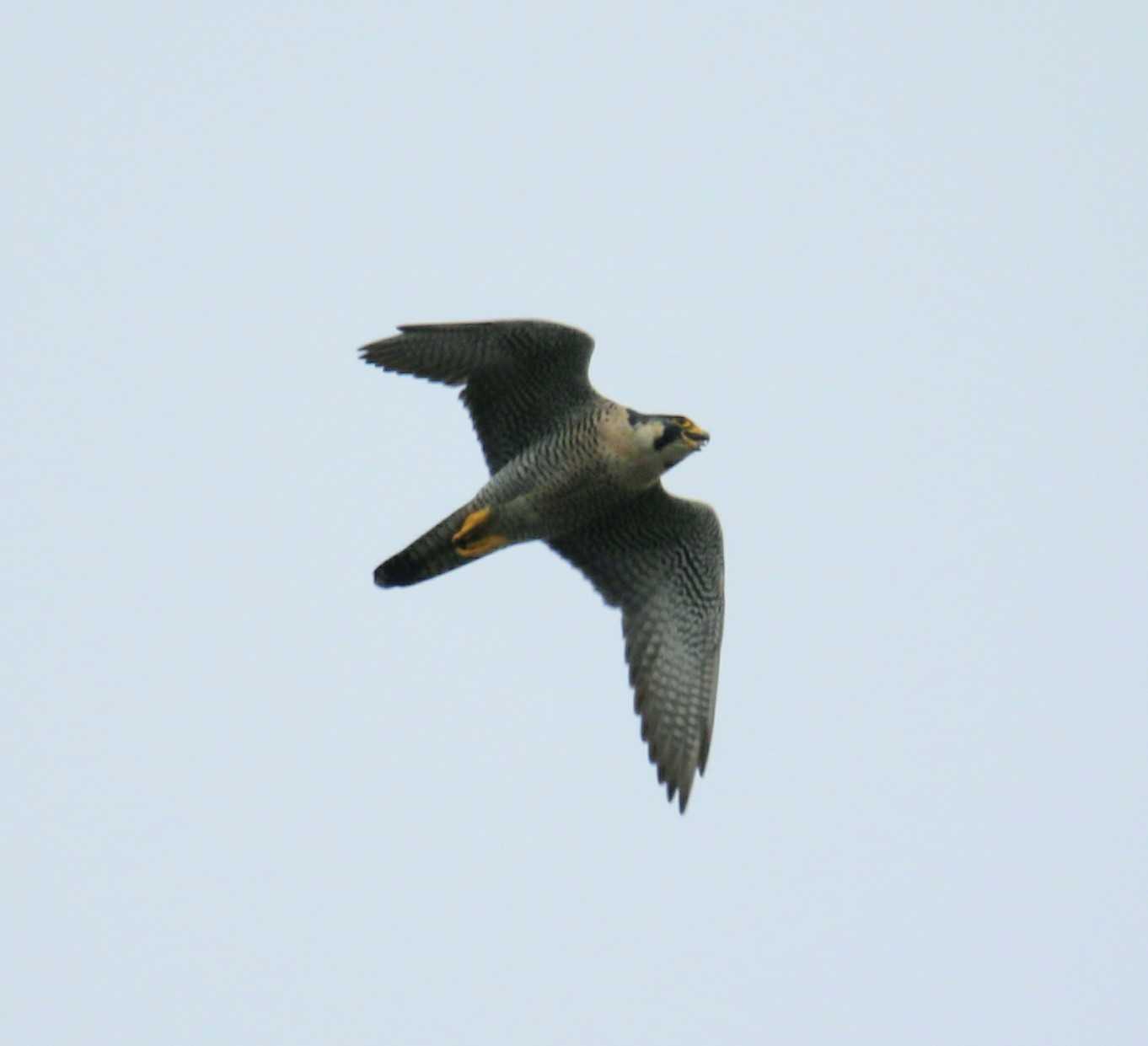 Peregrine Falcon