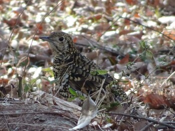 2022年3月4日(金) 武蔵野公園の野鳥観察記録