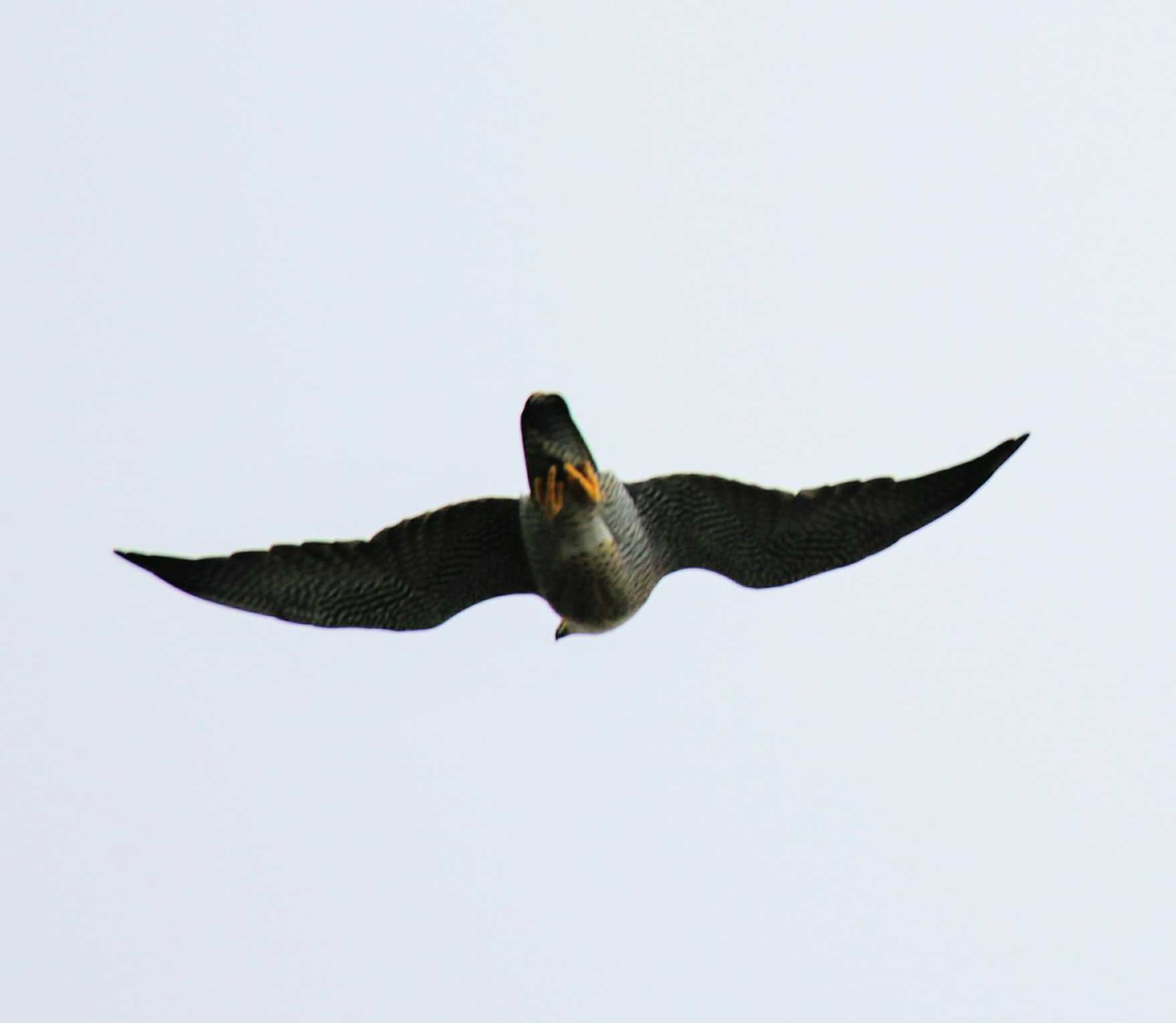 Peregrine Falcon