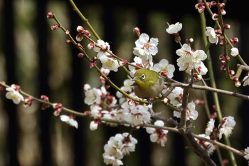 Warbling White-eye 馬見丘陵公園 Thu, 3/3/2022