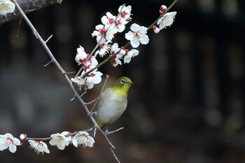 メジロ 馬見丘陵公園 2022年3月3日(木)