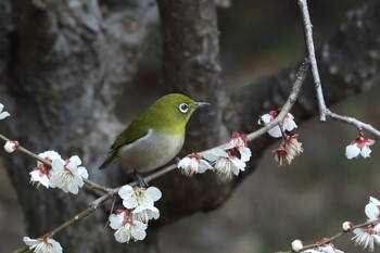 Warbling White-eye 馬見丘陵公園 Thu, 3/3/2022