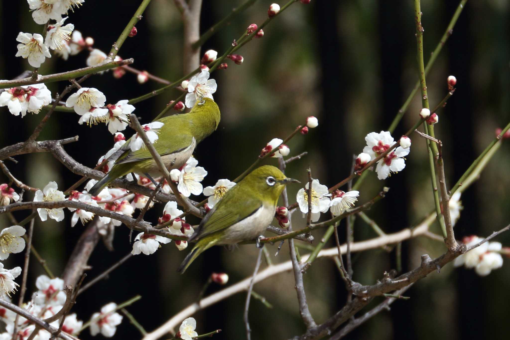 ウメジロ by SAKURA 8743