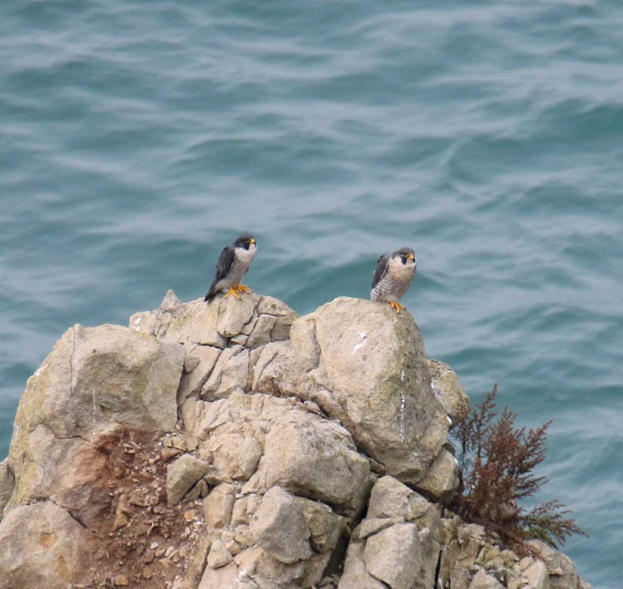 Peregrine Falcon