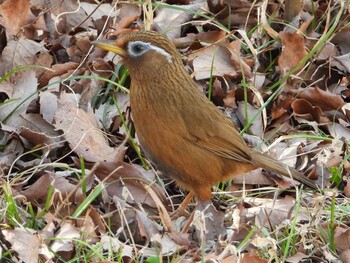 ガビチョウ 北本自然観察公園 2022年3月3日(木)