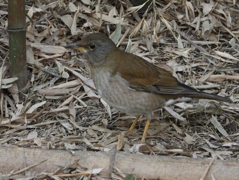 シロハラ 秋ヶ瀬公園(野鳥の森) 2022年3月4日(金)