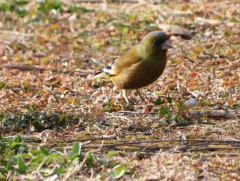 カワラヒワ 秋ヶ瀬公園 2022年3月4日(金)