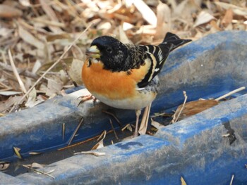 アトリ 秋ヶ瀬公園(野鳥の森) 2022年3月4日(金)