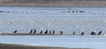 カワウ 渡良瀬遊水地 2022年2月5日(土)