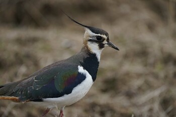 Northern Lapwing 斐伊川河口 Fri, 3/4/2022