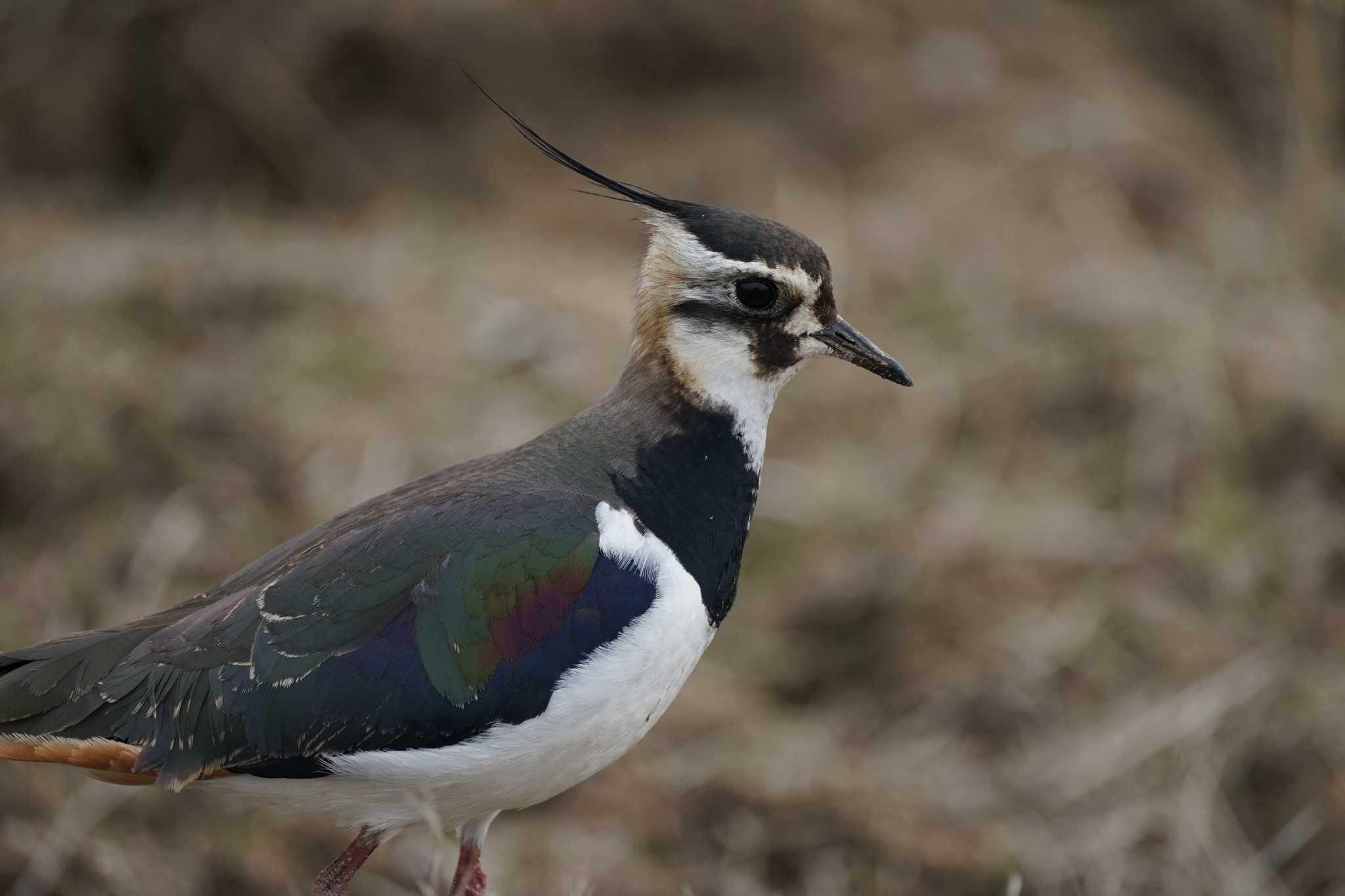 Photo of Northern Lapwing at 斐伊川河口 by ひらも