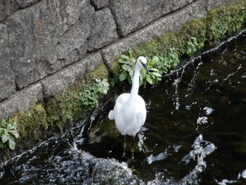 コサギ 平和の森公園、妙正寺川 2022年3月4日(金)