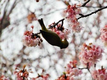 メジロ 平和の森公園、妙正寺川 2022年3月4日(金)