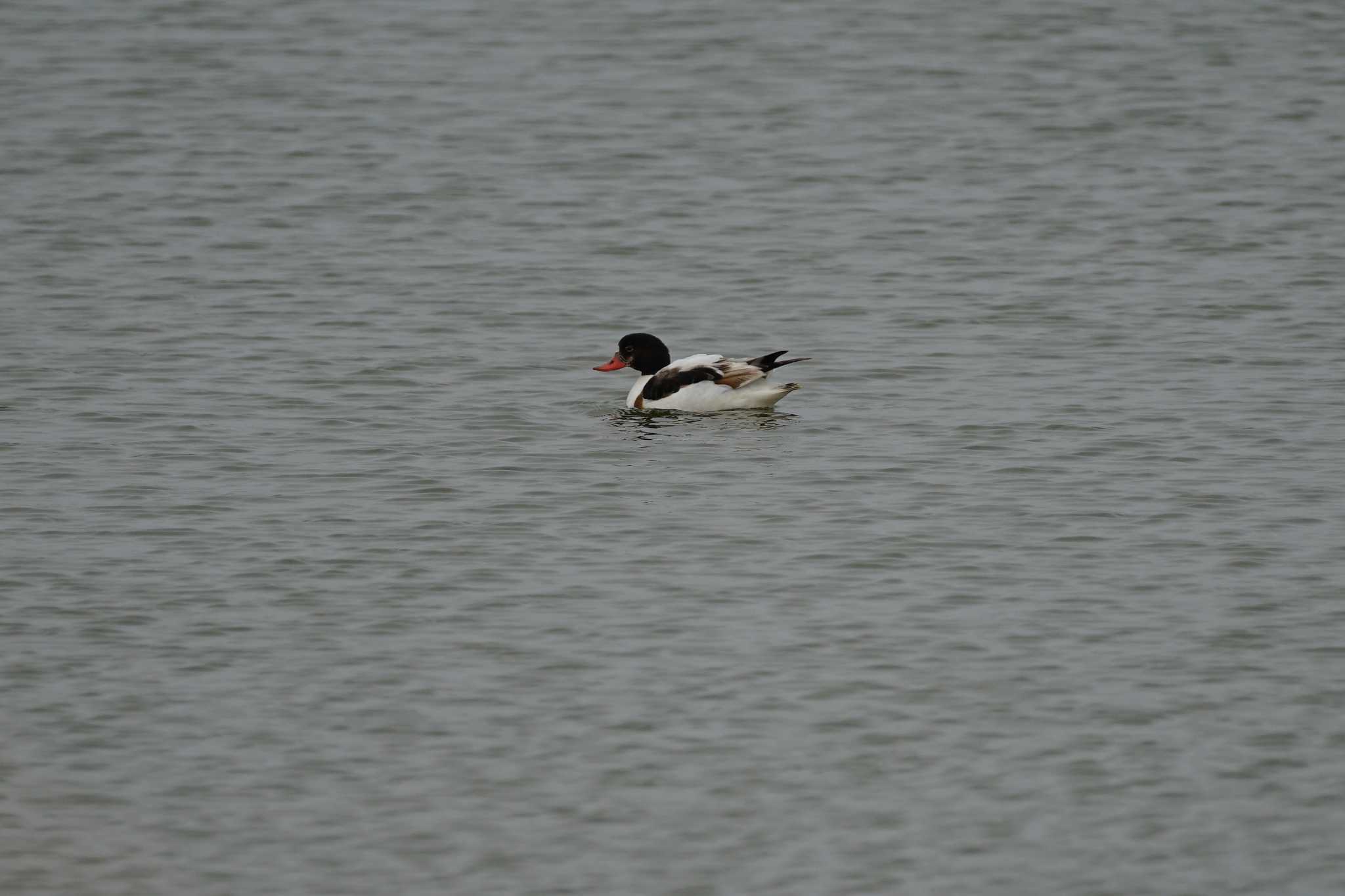 Photo of Common Shelduck at Shinjiko Green Park by ひらも