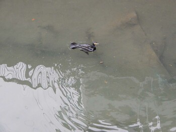 Great Cormorant 平和の森公園、妙正寺川 Fri, 3/4/2022