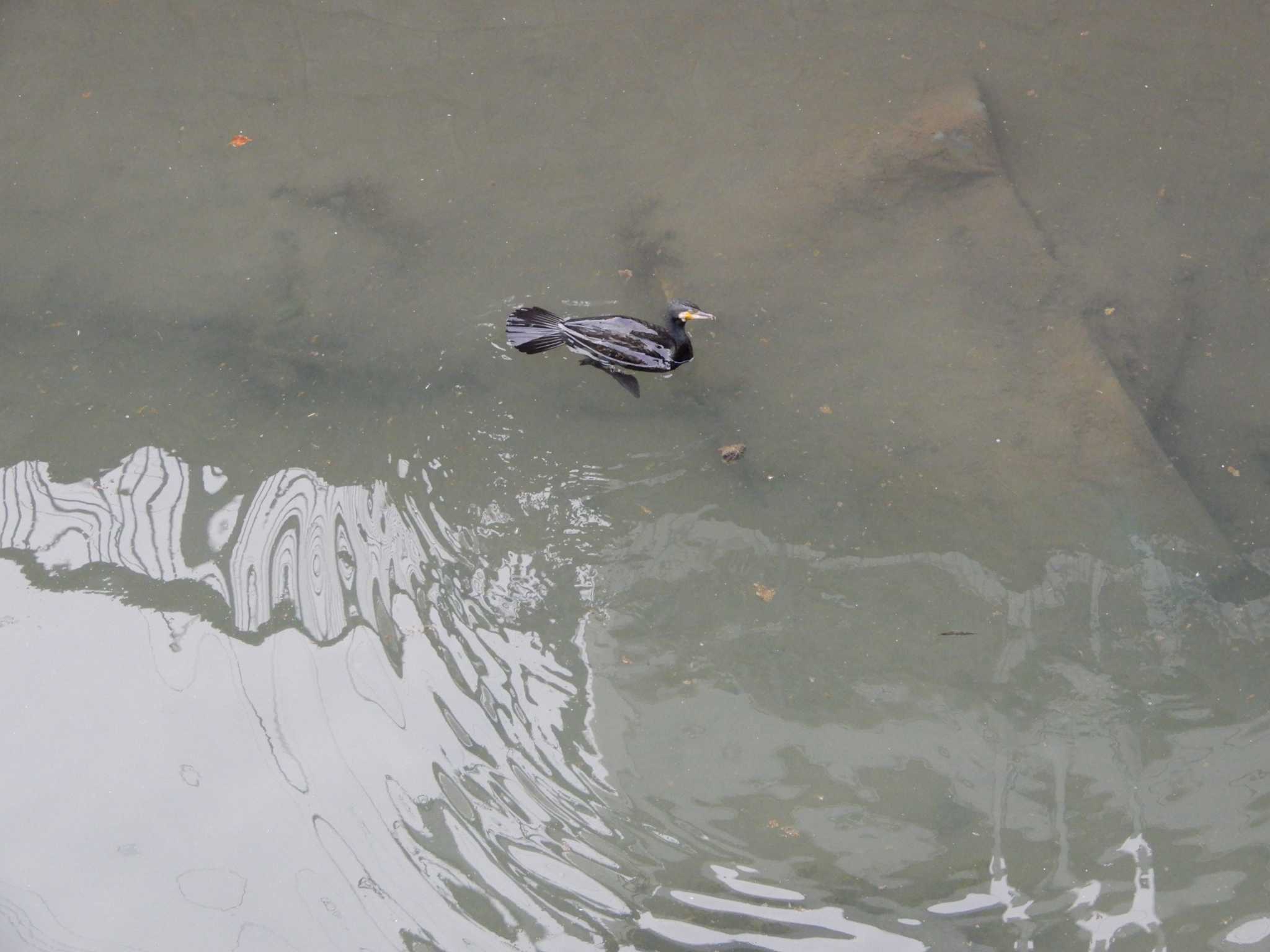 平和の森公園、妙正寺川 カワウの写真 by morinokotori