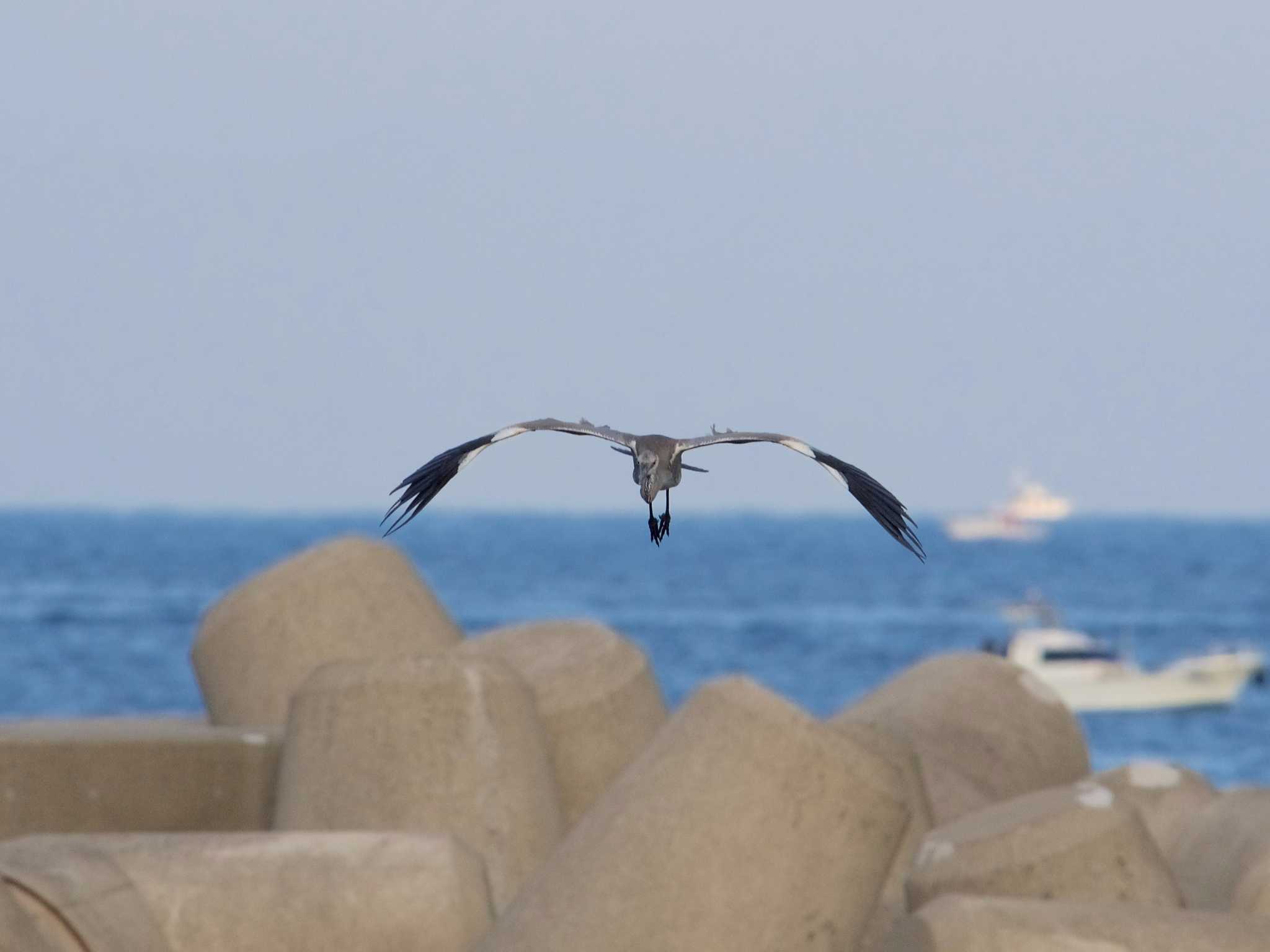 和歌山県 白浜海岸 アオサギの写真 by veritas_vita