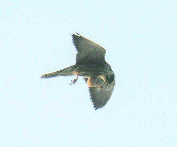 Eurasian Hobby 室蘭 Sun, 10/8/2017