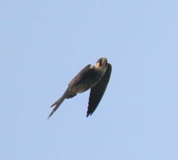 Eurasian Hobby 室蘭 Sun, 10/8/2017