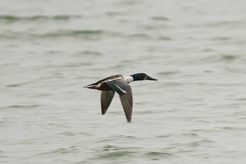 Northern Shoveler 秋鹿なぎさ公園 Fri, 3/4/2022