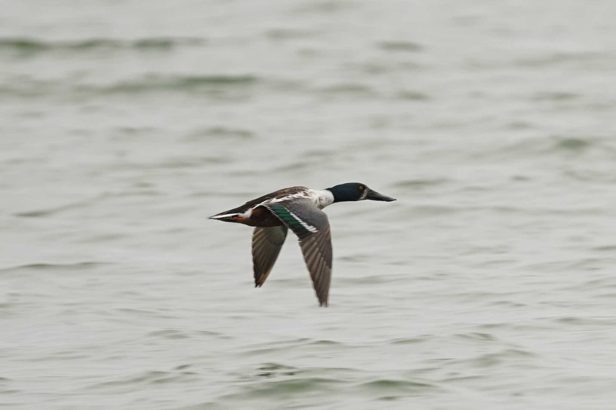 Northern Shoveler