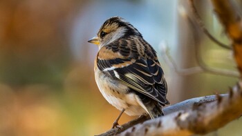 Brambling 京都市 Mon, 2/28/2022