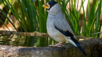 Japanese Grosbeak 京都市 Mon, 2/28/2022