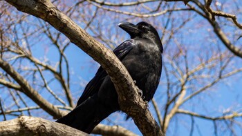 Large-billed Crow 京都市 Mon, 2/28/2022