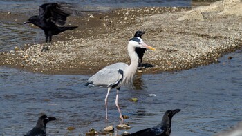 Grey Heron 京都市 Mon, 2/28/2022