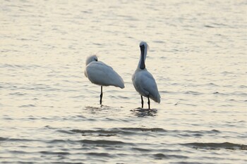 Black-faced Spoonbill 和白干潟 Fri, 3/4/2022