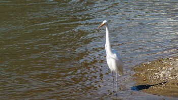 Great Egret 京都市 Mon, 2/28/2022