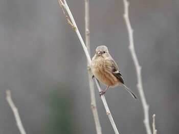 Siberian Long-tailed Rosefinch 秋ヶ瀬公園付近 Tue, 3/1/2022